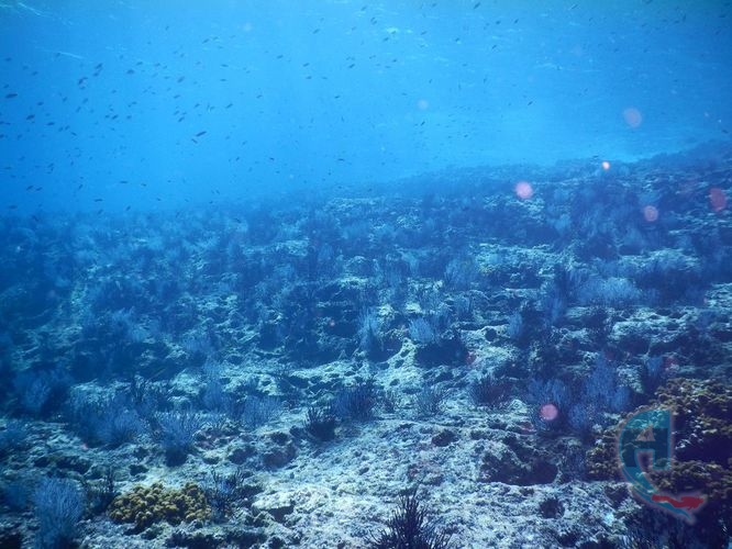 jardin submarino playa del carmen